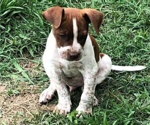 Australian Cattle Dog-Bulldog Mix Puppy for sale in SOUTH PITTSBURG, TN, USA