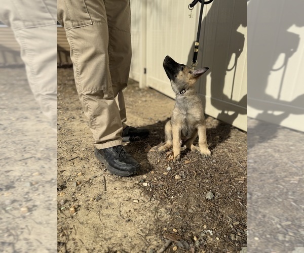 Medium Photo #11 German Malinois Puppy For Sale in FREDERICKSBURG, VA, USA