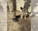 Small Photo #11 German Malinois Puppy For Sale in FREDERICKSBURG, VA, USA