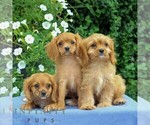 Small #2 Cavapoo