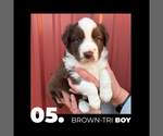 Small #4 Miniature Australian Shepherd