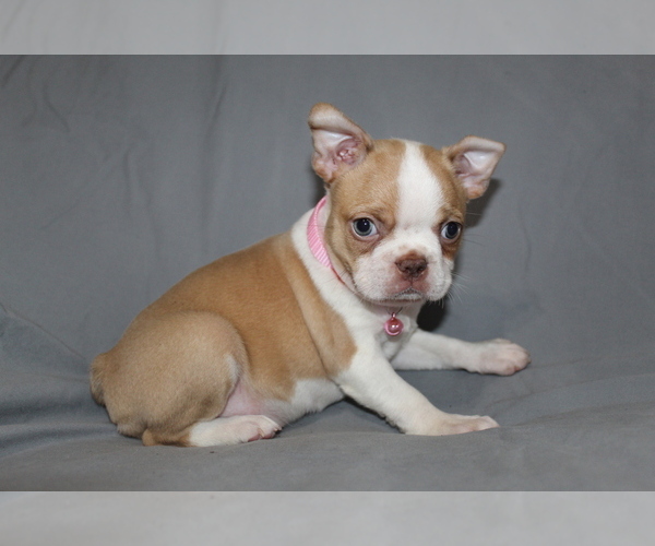 Medium Photo #6 Boston Terrier Puppy For Sale in BROOKSVILLE, FL, USA