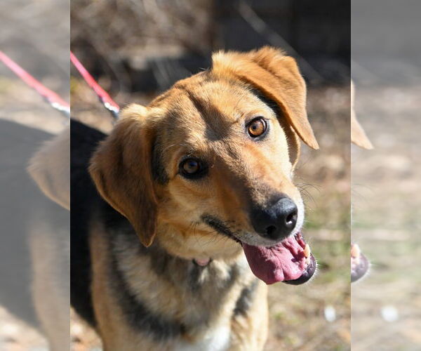 Medium Photo #2 Mutt Puppy For Sale in Glen Allen, VA, USA