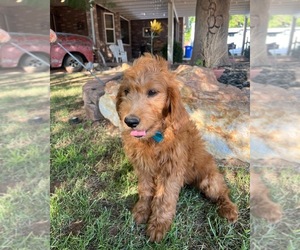 Goldendoodle Puppy for Sale in SAINT GEORGE, Utah USA