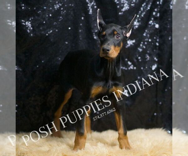 Medium Photo #41 Doberman Pinscher Puppy For Sale in WARSAW, IN, USA