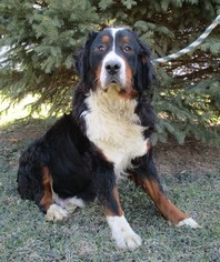 Mother of the Bernese Mountain Dog puppies born on 02/26/2017