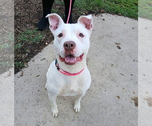 Mutt Dogs for adoption in Martinsburg, WV, USA