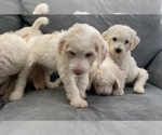 Small Photo #31 Goldendoodle Puppy For Sale in BATON ROUGE, LA, USA