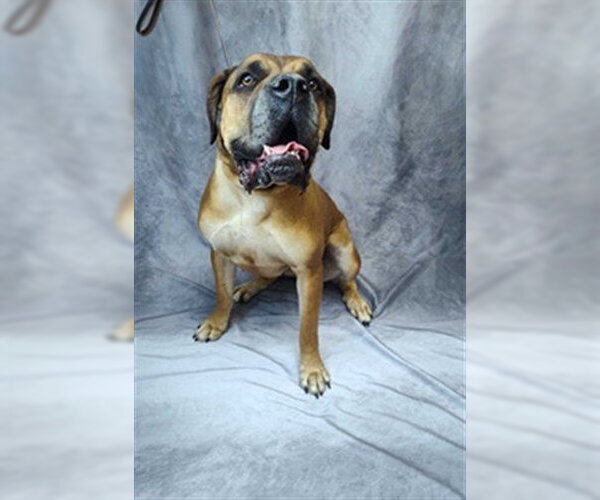 Medium Photo #1 Mutt Puppy For Sale in Ogden, UT, USA