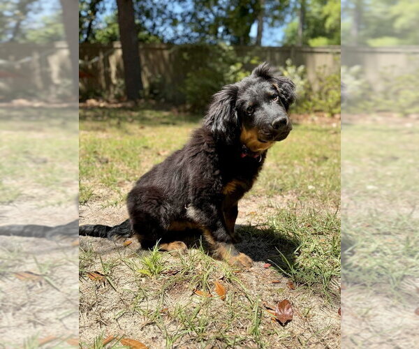Medium Photo #4 German Shepherd Dog-Unknown Mix Puppy For Sale in Brewster, NY, USA