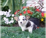 Small Photo #7 Pembroke Welsh Corgi Puppy For Sale in PARADISE, PA, USA