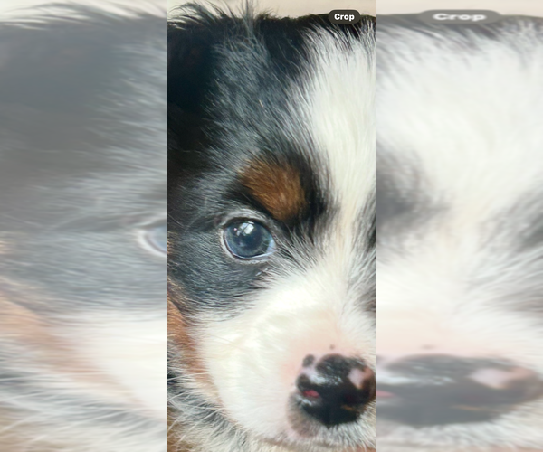 Medium Photo #5 Miniature Australian Shepherd Puppy For Sale in BEAVERTON, MI, USA