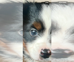 Small #4 Miniature Australian Shepherd
