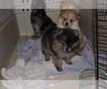 Small Photo #5 Pomeranian Puppy For Sale in DINWIDDIE, VA, USA