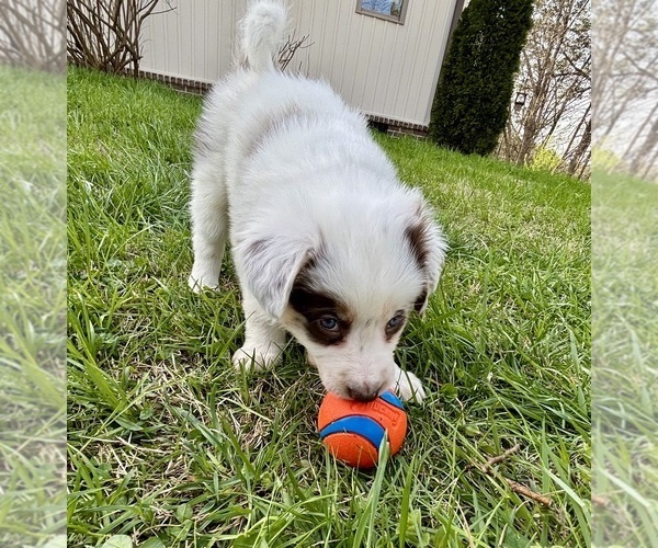 Medium Photo #8 Border Collie Puppy For Sale in MARYVILLE, TN, USA