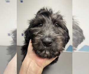 Poodle (Standard) Dogs for adoption in Winter, WI, USA