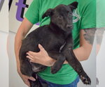 Small #4 German Shepherd Dog Mix