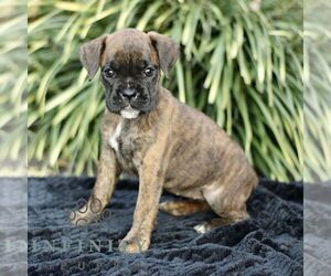 Boxer Puppy for sale in HONEY BROOK, PA, USA