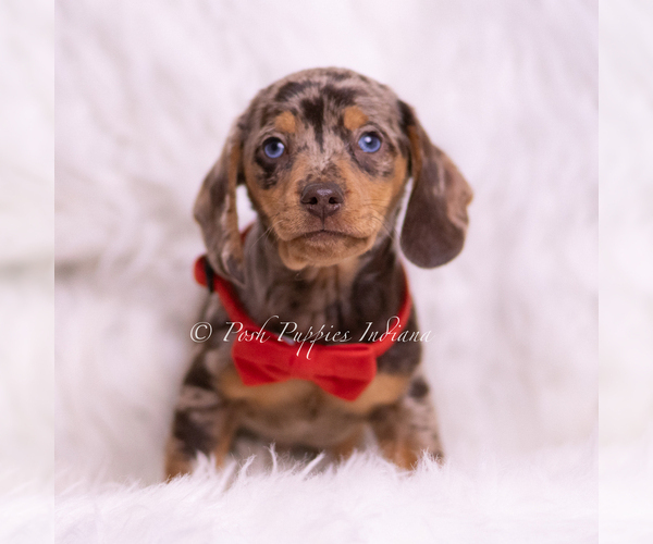 Medium Photo #40 Dachshund Puppy For Sale in WARSAW, IN, USA