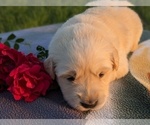 Small Photo #2 Golden Retriever Puppy For Sale in WOOSTER, OH, USA