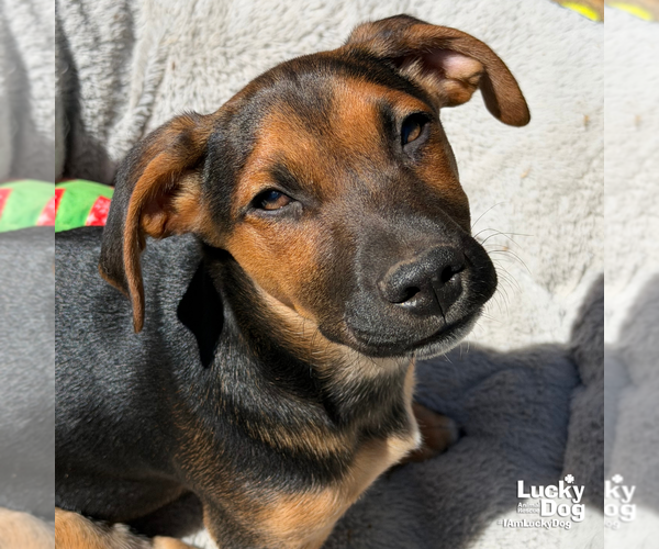 Medium Photo #6 Mutt Puppy For Sale in Washington, DC, USA