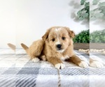 Small #2 Miniature Australian Shepherd-Pomeranian Mix
