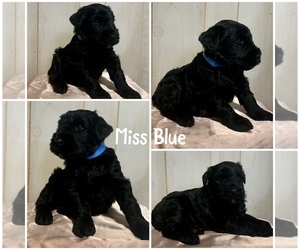 Schnauzer (Giant) Puppy for sale in EDWARDS CROSSROADS, NC, USA