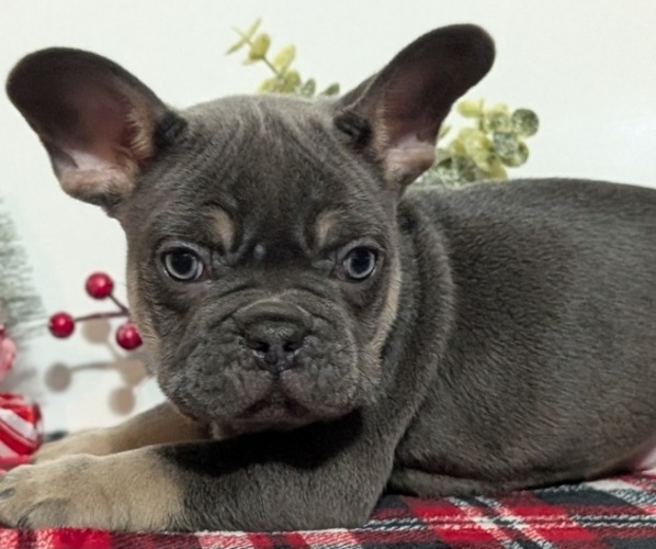 Medium Photo #3 French Bulldog Puppy For Sale in GOSHEN, IN, USA
