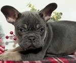 Small Photo #19 French Bulldog Puppy For Sale in GOSHEN, IN, USA