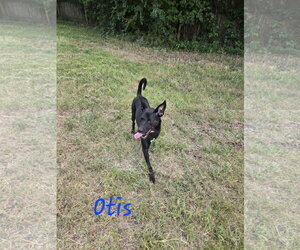 Otis - Male Mutt Dog for Adoption - Photo #4