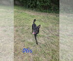 Small Photo #4 Mutt Puppy For Sale in Jackson, MS, USA
