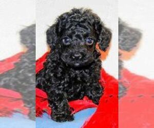 Poodle (Standard) Puppy for sale in DANVILLE, IL, USA