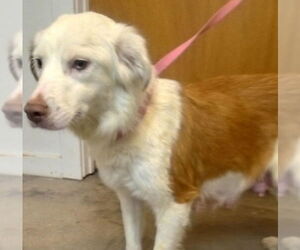 Australian Shepherd-Unknown Mix Dogs for adoption in Grafton, WI, USA