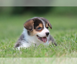 Medium Pembroke Welsh Corgi