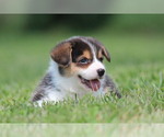 Puppy Carter Pembroke Welsh Corgi