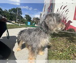 Small #4 Shih Tzu Mix