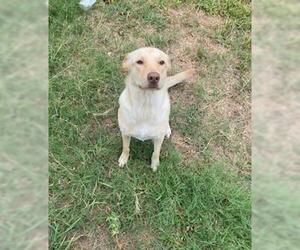 Labrador Retriever-Unknown Mix Dogs for adoption in San Antonio, TX, USA