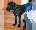 Small Photo #10 Coonhound-Plott Hound Mix Puppy For Sale in Wakefield, RI, USA