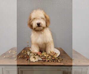 Poodle (Standard)-Whoodle Mix Puppy for sale in DOSS, MO, USA