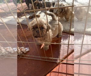 Shih Tzu Puppy for sale in RIO LINDA, CA, USA