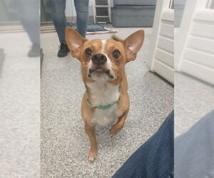 Chihuahua Dogs for adoption in Westminster, MD, USA