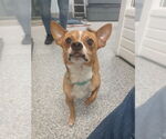 Small Chihuahua