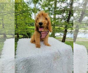 Goldendoodle Puppy for sale in KISSIMMEE, FL, USA