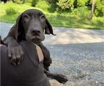 Puppy AKC Coka Great Dane