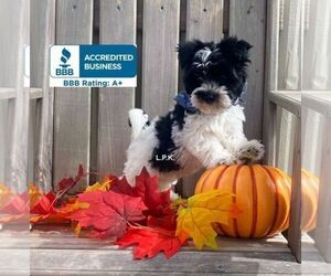 Morkie Puppy for sale in WINNSBORO, LA, USA