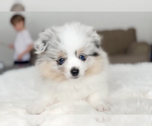 Pomsky Puppy for sale in GREENVILLE, MI, USA