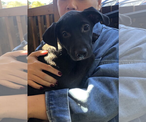Medium Photo #6 Labrador Retriever Puppy For Sale in Holly Springs, NC, USA
