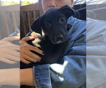 Small #5 Labrador Retriever