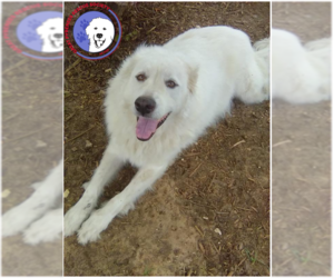 Great Pyrenees Dogs for adoption in Spring, TX, USA
