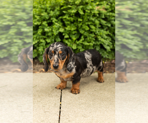 Dachshund Puppy for sale in BREMEN, IN, USA